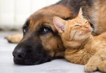 У Павлограді безкоштовно стерилізуватимуть безхатніх тварин: як записатися