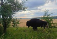 На Дніпропетровщині блукає бізон