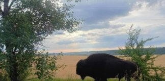 На Дніпропетровщині блукає бізон