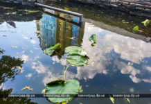 У Дитячому парку будуть водяні лілії (ФОТО і ВІДЕО)