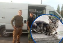 У Павлоград привезли рятувати котиків з Донеччини