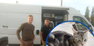 У Павлоград привезли рятувати котиків з Донеччини