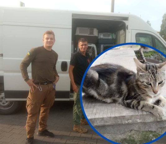 У Павлоград привезли рятувати котиків з Донеччини