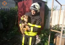 У Павлограді врятували чотирилапого