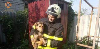 У Павлограді врятували чотирилапого