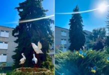 На подвір’ї павлоградського ліцею «оселилися» лелеки