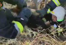 У Павлограді визволяли собаку, яка впала у люк