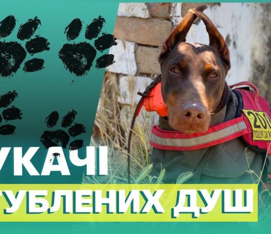 Фільм про павлоградських кінологів можна подивитися у відритому доступі (ВІДЕО)