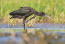 На Павлоградщині помітили цікавого птаха