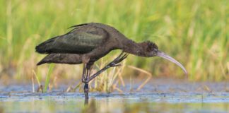 На Павлоградщині помітили цікавого птаха