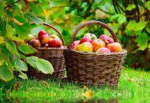 Якою буде погода у Павлограді на цьому тижні?