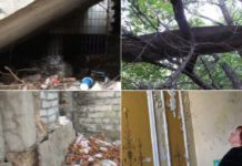 У хащах у центрі Павлограда оселився безхатченко-«Тарзан»