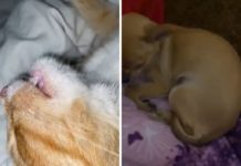 У Павлограді школярка знімала відео про те, як б’є тварин. Коментар поліції