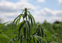 Павлоградець отримав вирок за вирощування заборонених рослин