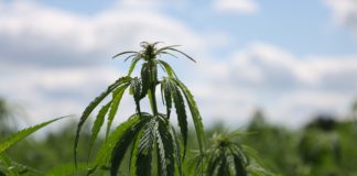 Павлоградець отримав вирок за вирощування заборонених рослин