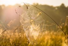 Якою буде погода в Павлограді на цьому тижні?