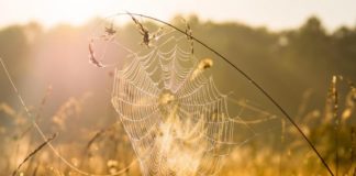 Якою буде погода в Павлограді на цьому тижні?