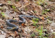 В Павлограді знайшли змію і викликали рятувальників
