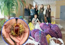 Павлоградський ліцей зібрав майже тонну каштанів