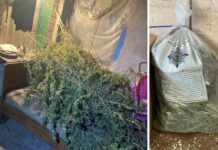 У Павлограді у кривдника знайшли незаконний «гербарій»