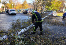 У Павлограді рятувальники прибирали повалене дерево
