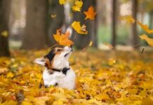 Якою буде погода в Павлограді на цьому тижні?