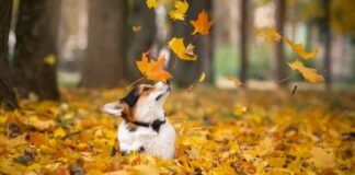 Якою буде погода в Павлограді на цьому тижні?