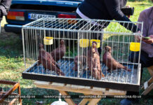 У парку Павлограда можна побачити сотні породистих голубів (ФОТО і ВІДЕО)