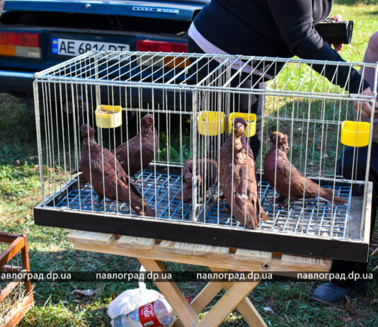 У парку Павлограда можна побачити сотні породистих голубів (ФОТО і ВІДЕО)