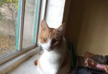 У Павлограді прилаштовують котика, який втратив лапу при обстрілі