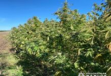 На Павлоградщині чоловік виростив незаконний врожай