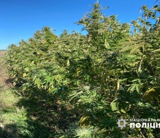 На Павлоградщині чоловік виростив незаконний врожай