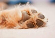 Батьків дівчинки, яка знущалася над домашніми тваринами, оштрафували