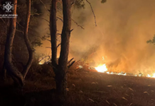 На Павлоградщині горів ліс