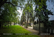 На Алеї Слави ялини визнали аварійними