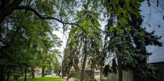 На Алеї Слави ялини визнали аварійними