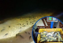 У ріки Павлоградщини випустили майже 750 кг нової риби: подробиці, відео