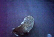 На Павлоградщині чоловіку зустрівся агресивний єнот