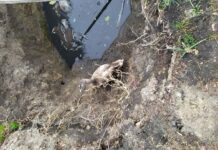 Врятований лебідь з Павлограда житиме в екопарку Фельдмана (ВІДЕО)