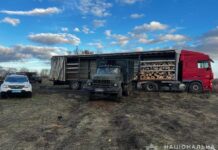 У Павлоградському районі незаконно рубали ліс