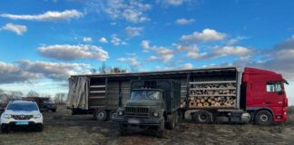 У Павлоградському районі незаконно рубали ліс