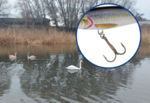 У Павлограді рятували лебедя, що потрапив на гачок