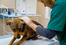 У Павлограді собака потрапив у браконьєрську петлю