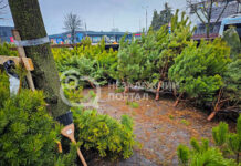 Ялинковий ярмарок у Павлограді: скільки коштують різдвяні дерева