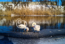 У Павлограді зимують лебеді на центральному пляжі: коментар спеціаліста (ВІДЕО)