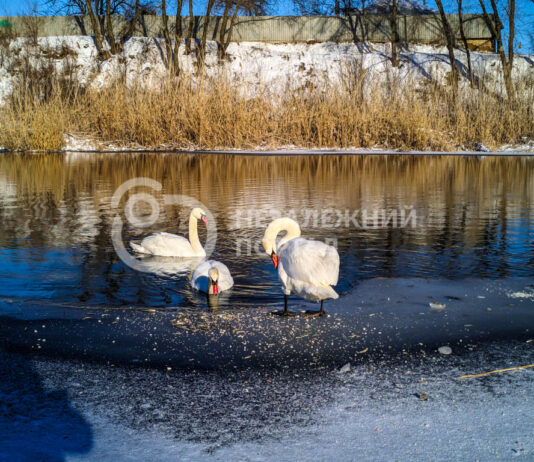 У Павлограді зимують лебеді на центральному пляжі: коментар спеціаліста (ВІДЕО)