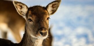 У річці Вовча втонув олень