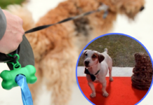 «Обгажені всі газони в місті»: деякі павлоградці ще не мають звички прибирати за собаками