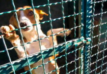 Павлоградський притулок прилаштував сто безхатніх тварин