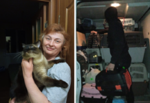 У Павлограді розповіли історію про кота, якого переправили в Німеччину